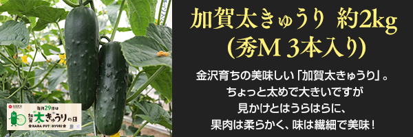 加賀太きゅうり 約5kg (秀M 9本入り)