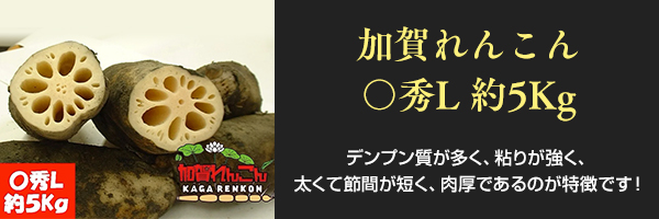加賀れんこん　〇秀L　約5Kg
