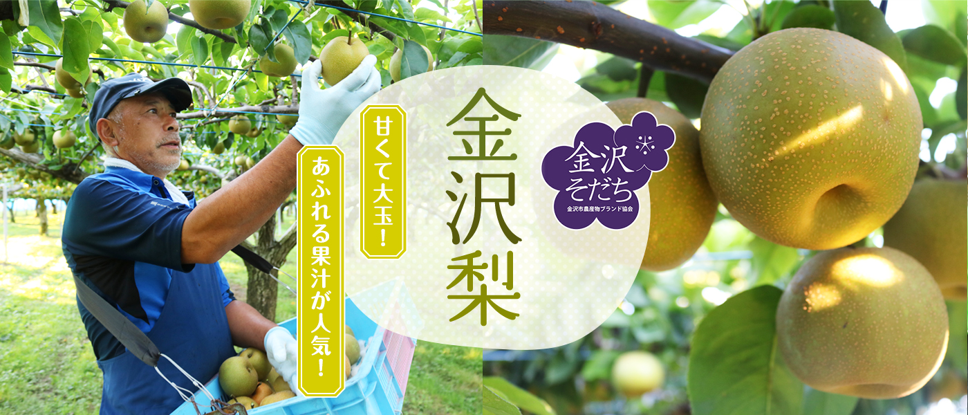 金沢梨