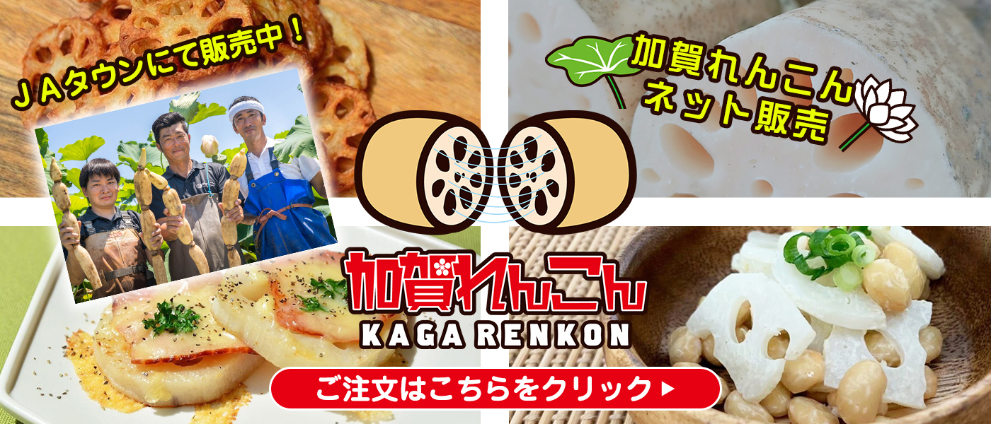 加賀れんこん　ネット販売