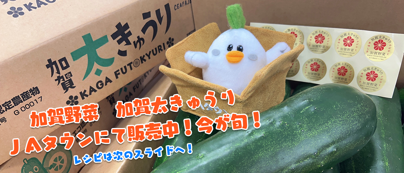 加賀野菜　加賀太きゅうりＪＡタウンにて販売中！今が旬！